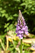 DACTYLORHIZA FUSCHII