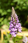 DACTYLORHIZA FUSCHII