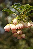 EKIANTHUS CAMPANULATUS