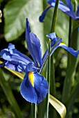 IRIS BLUE