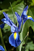 IRIS BLUE