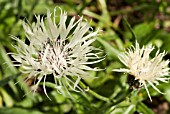 CENTAUREA CHEIRANTHIFOLIA