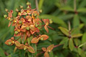 EUPHORBIA GRIFFITHII