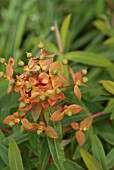 EUPHORBIA GRIFFITHII