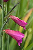 GLADIOLUS BYZANTINUS