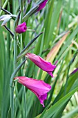 GLADIOLUS BYZANTINUS