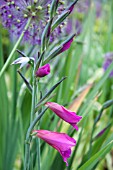 GLADIOLUS BYZANTINUS