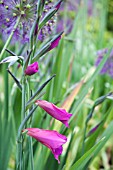 GLADIOLUS BYZANTINUS