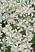 SAXIFRAGA SNOWFLAKE