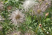 PULSATILLA SEEDHEAD