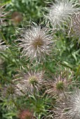 PULSATILLA SEEDHEAD