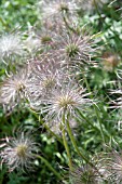 PULSATILLA SEEDHEAD