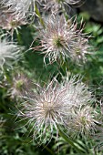 PULSATILLA SEEDHEAD