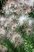 PULSATILLA SEEDHEAD