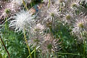 PULSATILLA SEEDHEAD