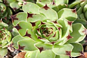 SEMPERVIVUM BLOOD TIP