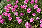 ARMERIA MARTIMA SPLENDENS