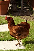 BABCOCK CHICKEN IN GARDEN