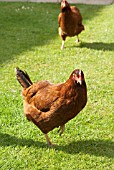 BABCOCK CHICKEN IN GARDEN