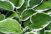 HOSTA FRANCEE