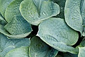 HOSTA BRESSINGHAM BLUE