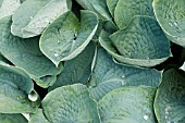 HOSTA BRESSINGHAM BLUE