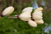 IXIA