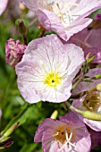 OENOTHERA SISKYOU PINK