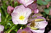 OENOTHERA SISKYOU PINK