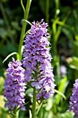 DACTYLORHIZA FUCHSII