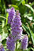 DACTYLORHIZA FUCHSII