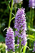 DACTYLORHIZA FUCHSII