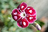 DIANTHUS QUEEN OF HENRII