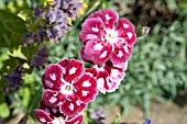 DIANTHUS QUEEN OF HENRII