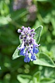 NEPETA MUSSINII