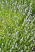 LAVANDULA LITTLE LADY