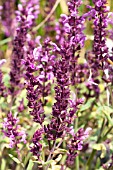 SALVIA NEMOROSA PINK FREISLAND