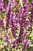 SALVIA NEMOROSA PINK FREISLAND