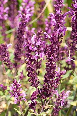 SALVIA_NEMOROSA_PINK_FREISLAND