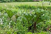 HESPERIS MATRONALIS AND GUNNERA MANICATA