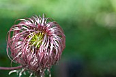 CLEMATIS ALPINA SEEDHEAD