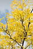 ROBINIA FRISIA