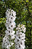 DELPHINIUM ALBA