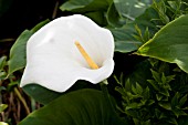 ZANTEDESCHIA CROWBOROUGH