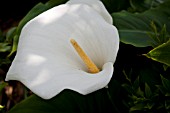 ZANTEDESCHIA CROWBOROUGH