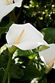 ZANTEDESCHIA CROWBOROUGH