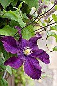 CLEMATIS WARSAW NIKE