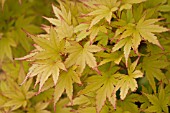 ACER SANGOKAKU