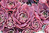 SEMPERVIVUM RUBRA ASH