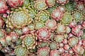 SEMPERVIVUM ALIONII